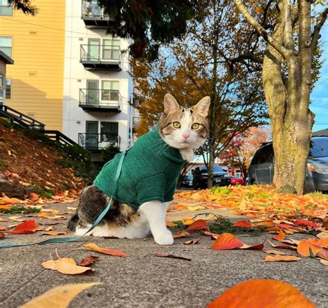 24 hour vet|The 7 Best Allergy Medicines for Cats of 2024 .